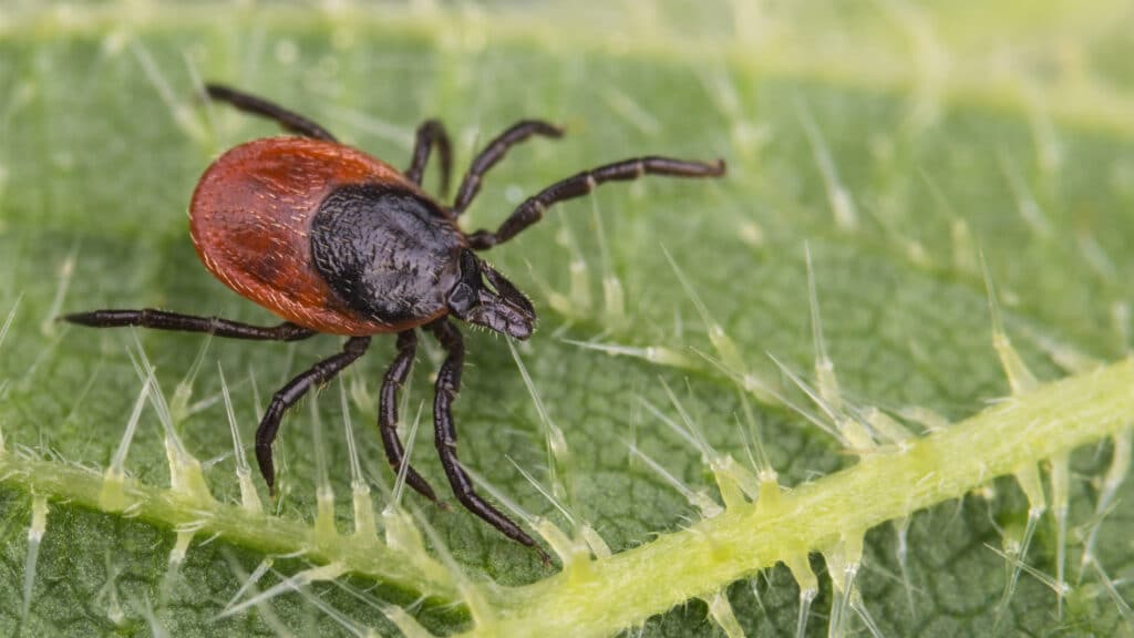 Lyme Disease: What We Are Learning - Sanoviv Medical Institute