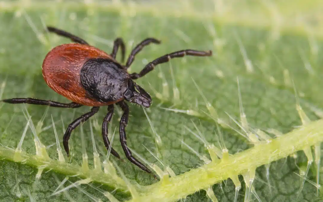 deer tick